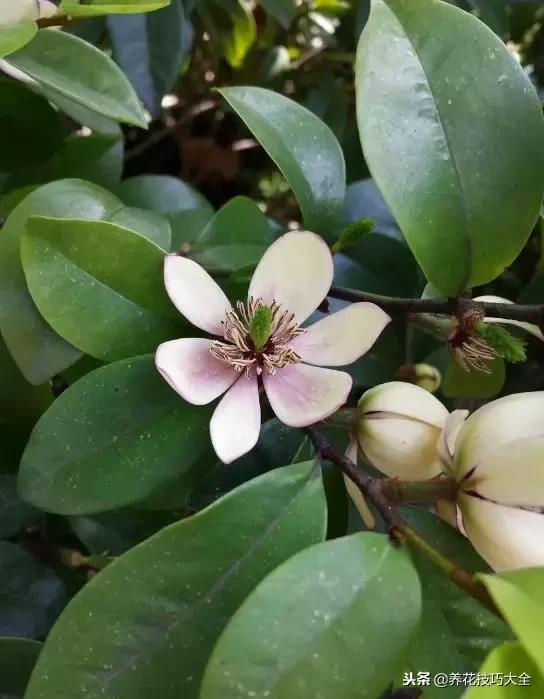 香味最好闻的十种花,一年四季都能闻到香味的四种花