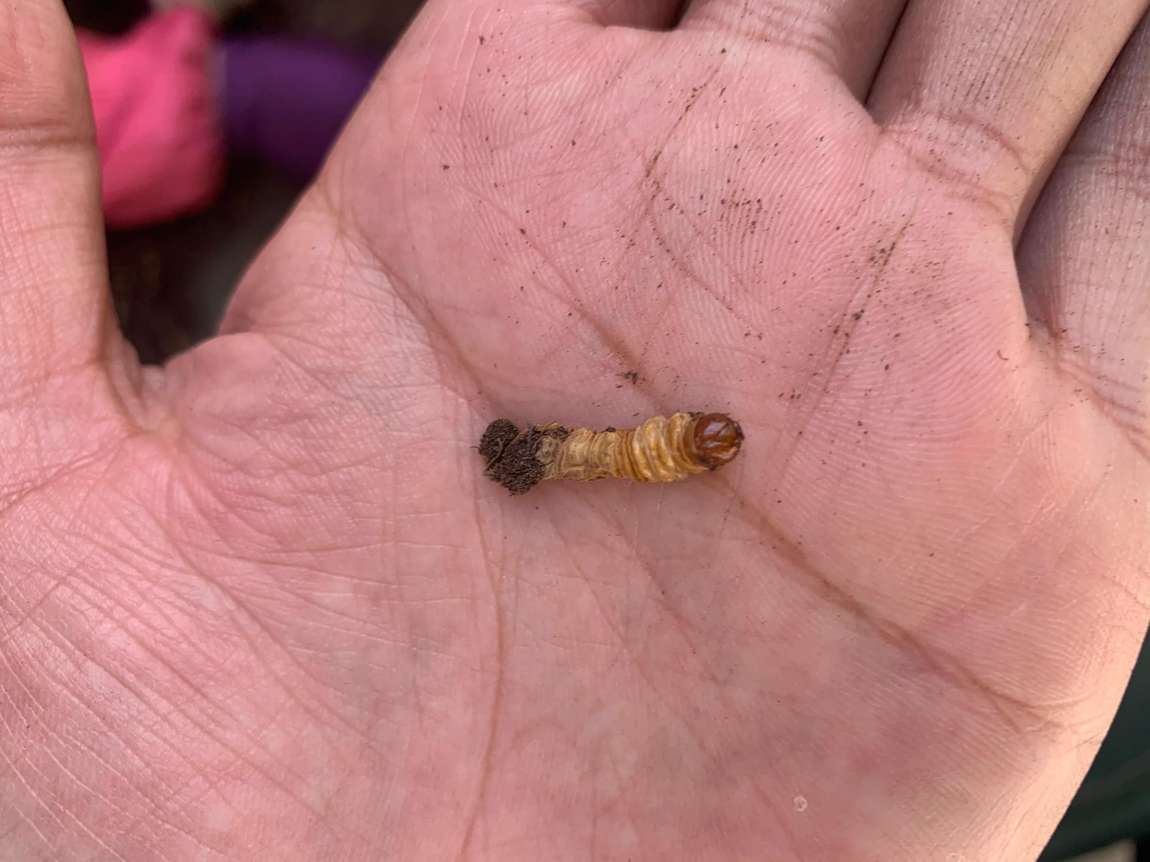 四川青海西藏冬虫夏草,青海果洛虫草新鲜冬虫夏草