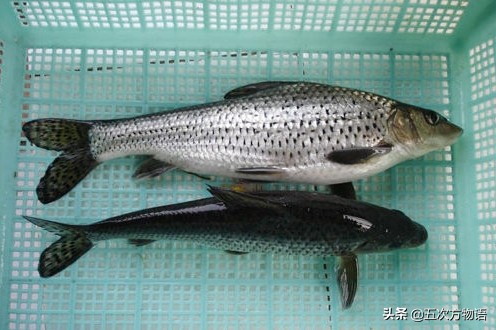 松花江名鱼三花五罗十八子,三花五罗十八子鳇鱼