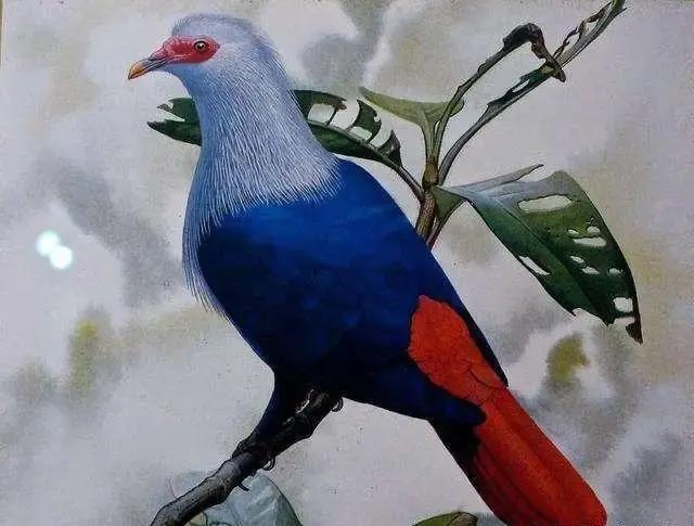 三鸽必有一鹞,三鸽出一鹞三虎出一豹