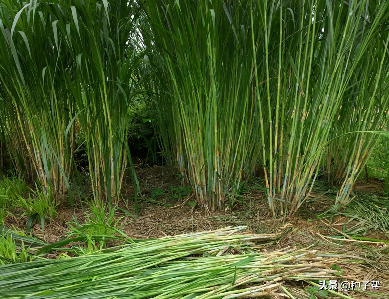 增润草种植技术,增润草在山东可以种吗