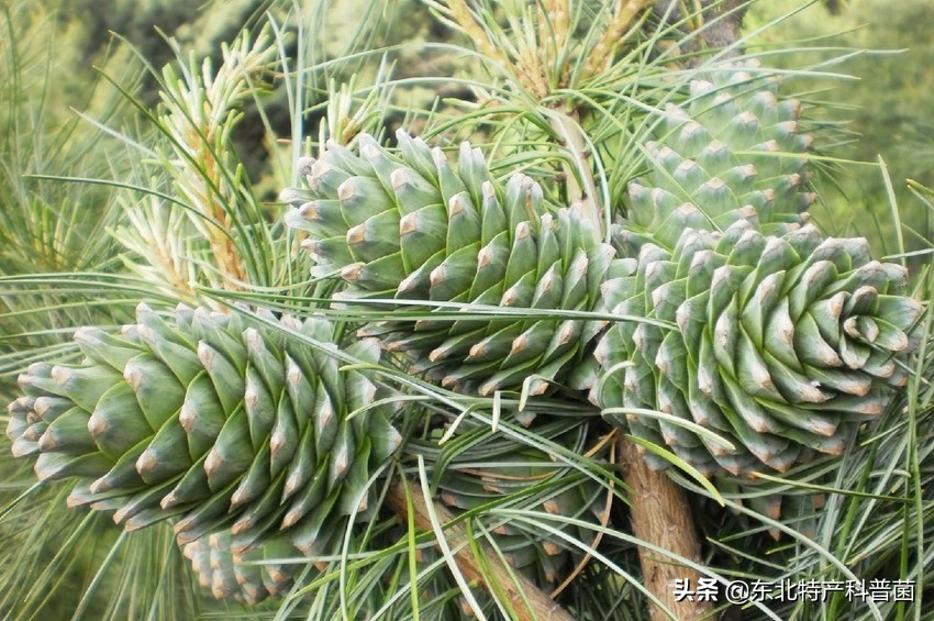 采摘松子一般多少钱一斤,松子树采摘松子