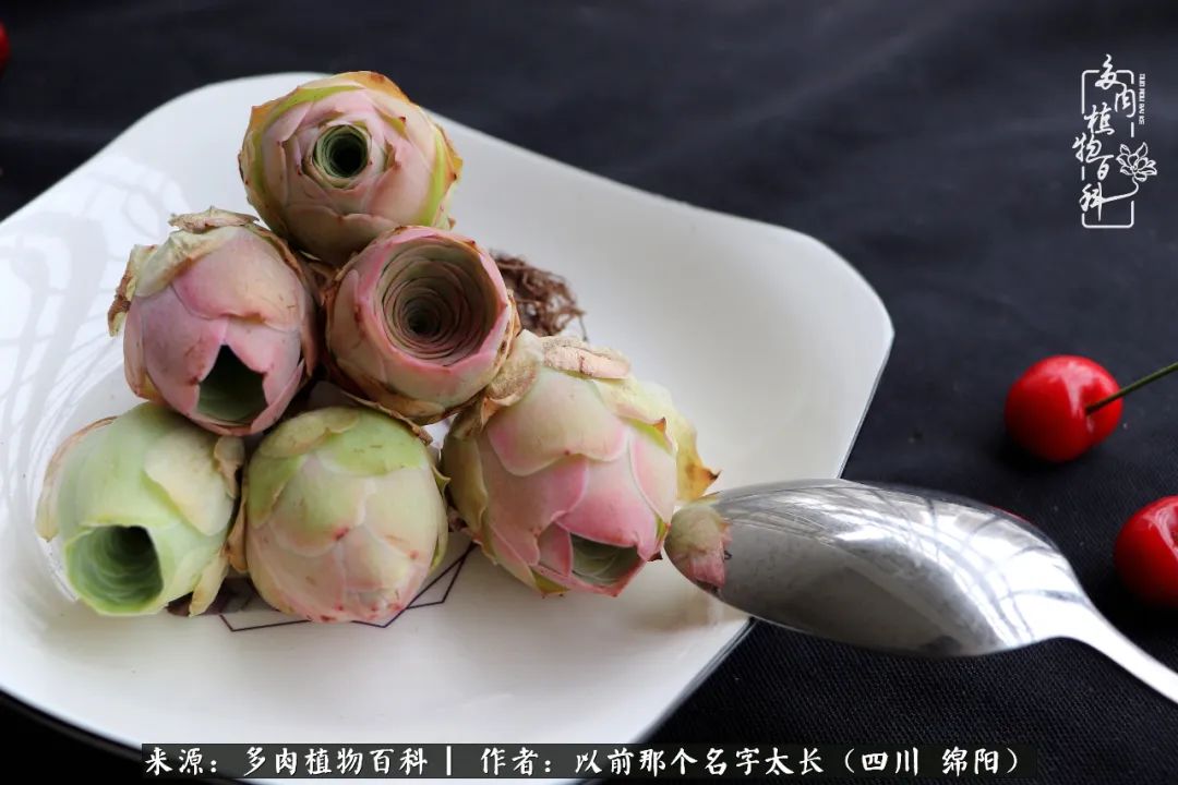 山地玫瑰夏天,夏季的山地玫瑰