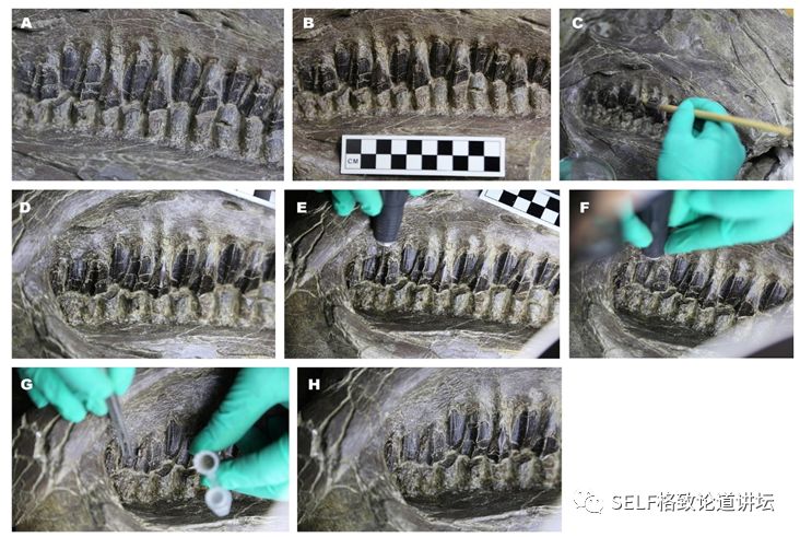 关于恐龙的研究详细,恐龙食谱大全及做法