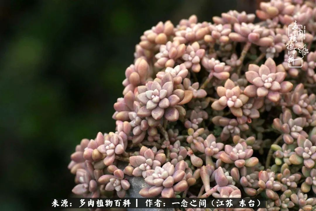 一见多肉误终生,一见多肉误终生从此入了养花坑