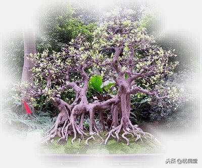 丛林式盆景欣赏,盆景欣赏及制作