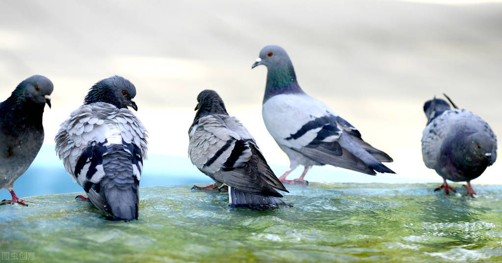 鸽子腿瘸了是什么病,小鸽子腿瘸了还会好吗