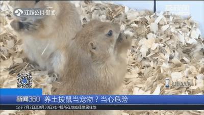 土拨鼠传染病毒,土拨鼠会传染病毒吗