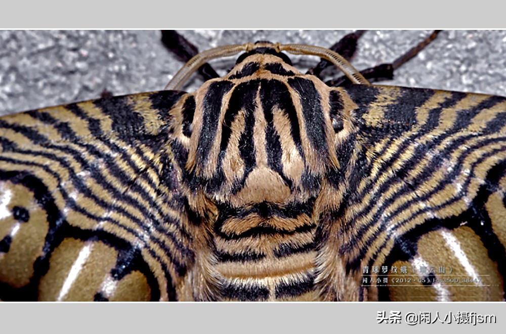 摄影有创意的竖屏月季花图片,青球箩纹蛾图片