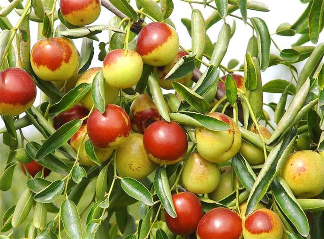 枣快成熟时为什么一直落果,大枣病虫害防治及管理