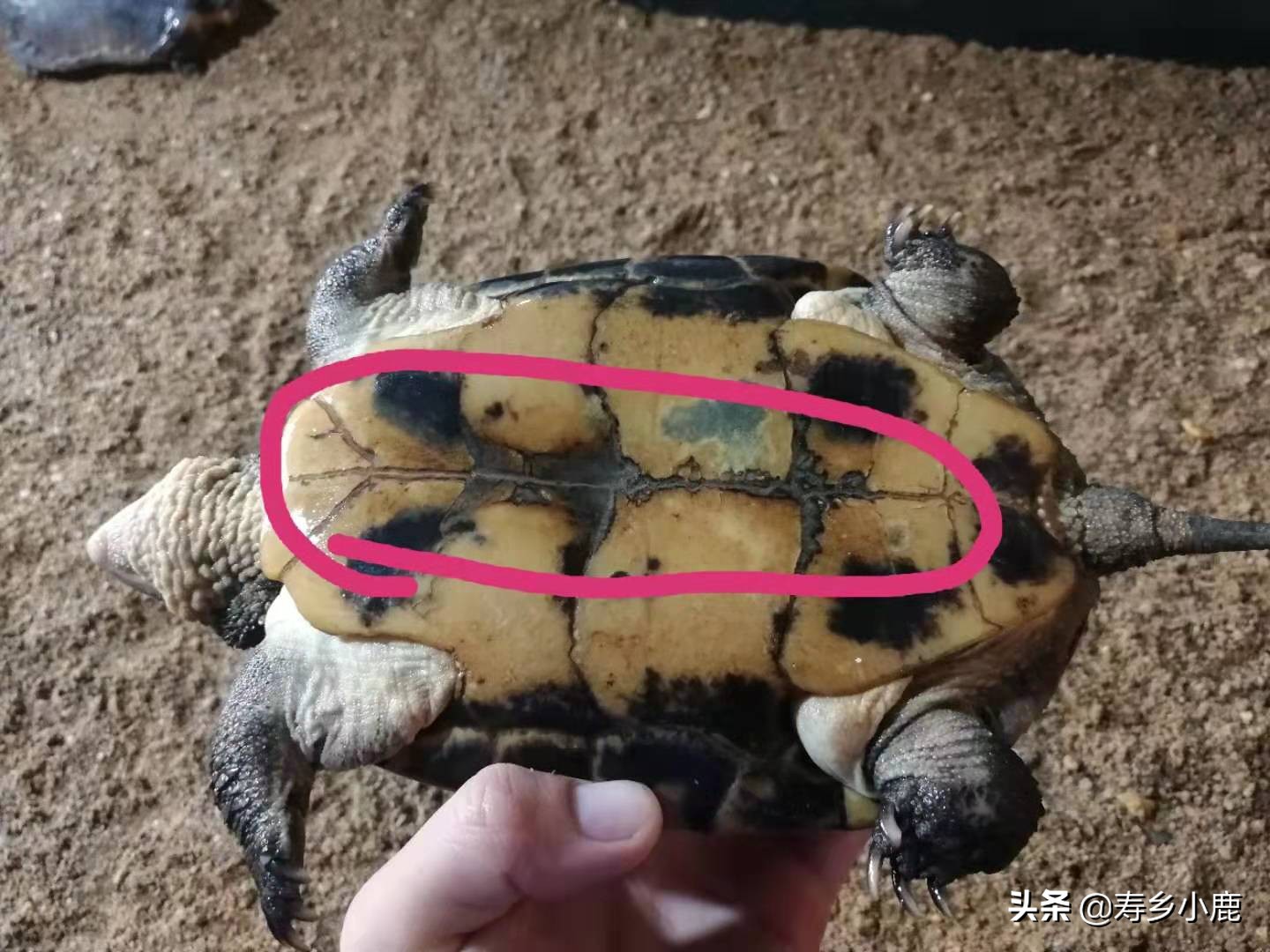 怎么养石金钱龟才是正确的方法,养了五年的石金钱龟应该有多大