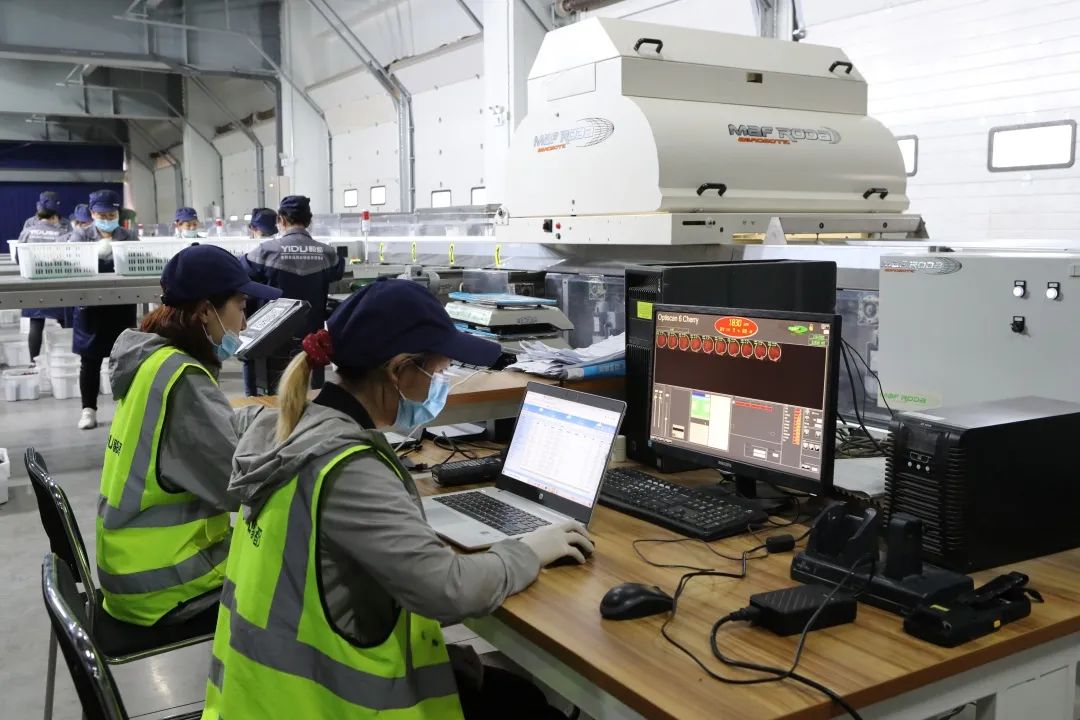 大连寄20斤樱桃到上海多少钱,15吨大樱桃从青岛到广州怎么运输