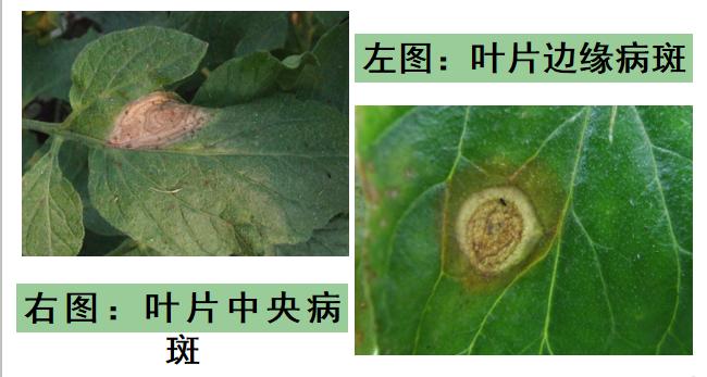 西红柿转色慢怎么解决,西红柿转色的最佳温度