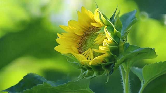 我的耳鸣好了,长期的耳鸣突然消失