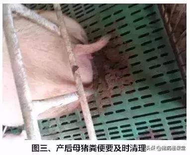 一把小扫把，让产床母猪远离子宫炎