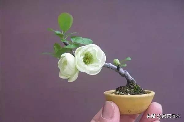 购买花卉遇到哪些坑,购买花卉盆景如何避免被骗