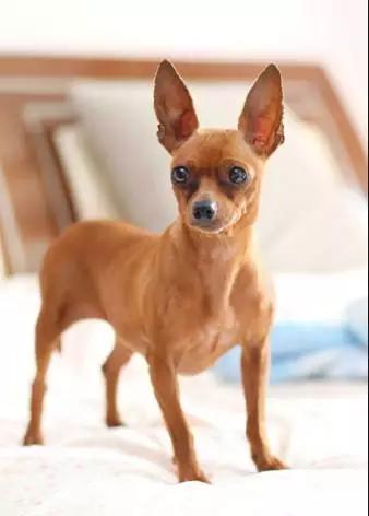 各种狗狗身价排名,各种狗的待遇对照表