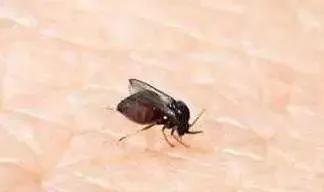 伊蚊是什么蚊子,伊蚊是哪个地区的蚊子