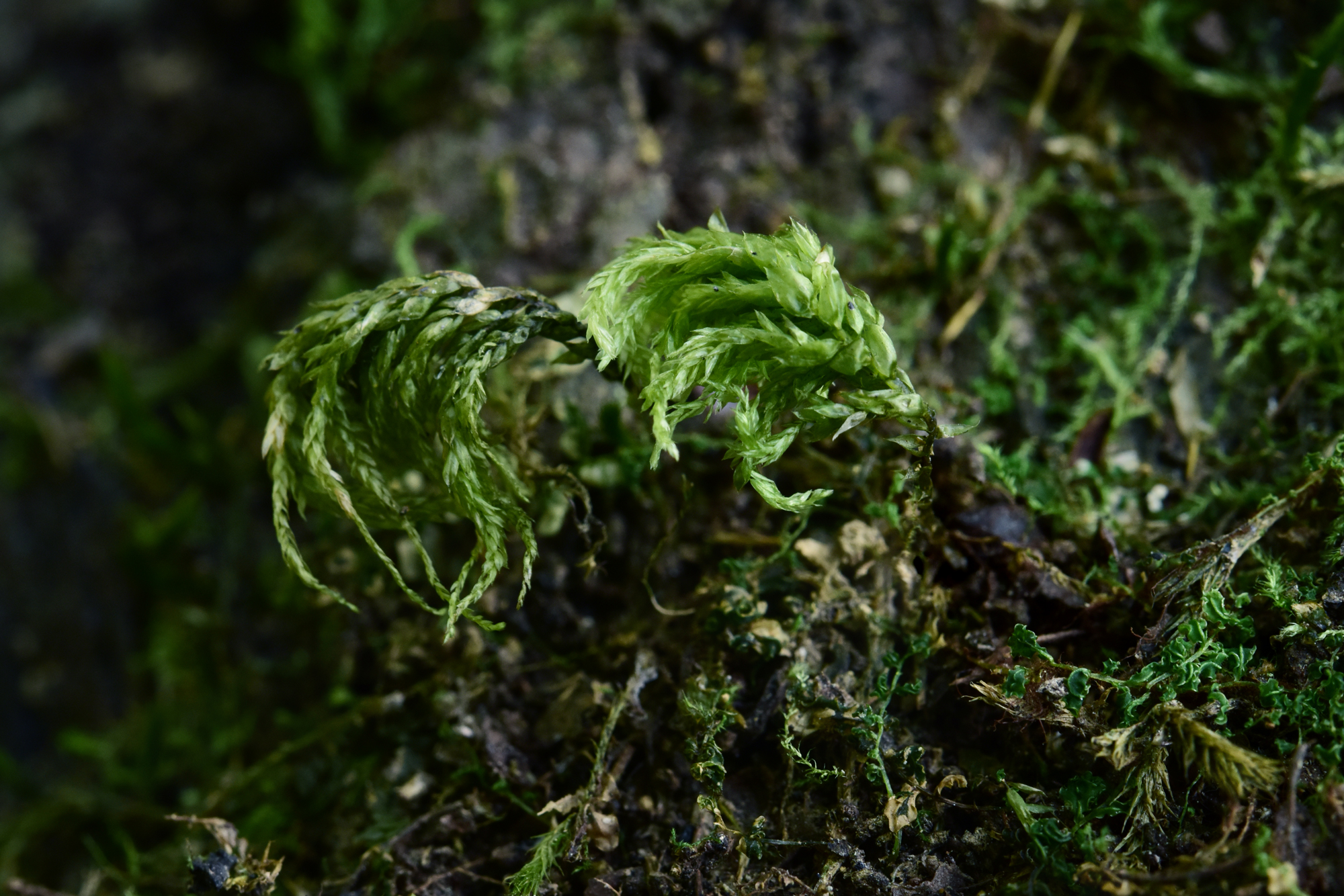 吃毒菇、睡蛇窝,只为挖一堆草,这个重庆博士要做当代神农