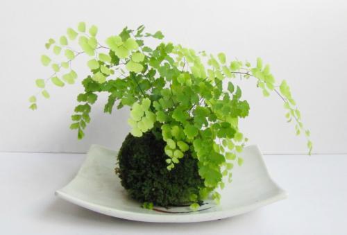 卫生间放什么花去异味最好,卫生间吸味花