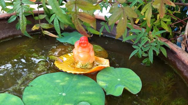 为什么要在天台种菜,天台种菜合适吗