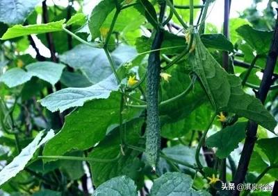黄瓜病虫防治厂家供货,黄瓜病虫害及防治方法