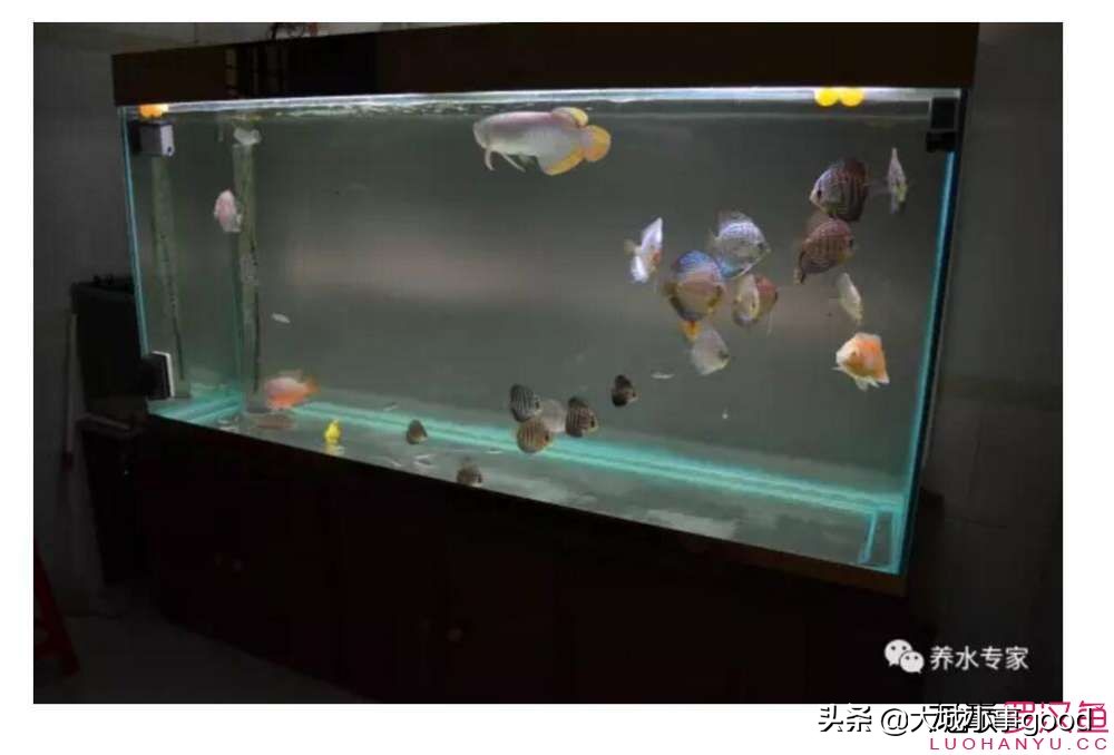鱼缸自动换水太快,鱼缸自动换水补水靠谱么
