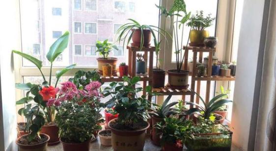 所有过期药片都能养花吗,药片过期还有效吗