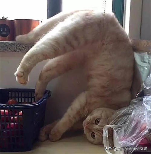 辟谣猫咪并非黑夜都能看得清,辟谣猫咪寄生虫