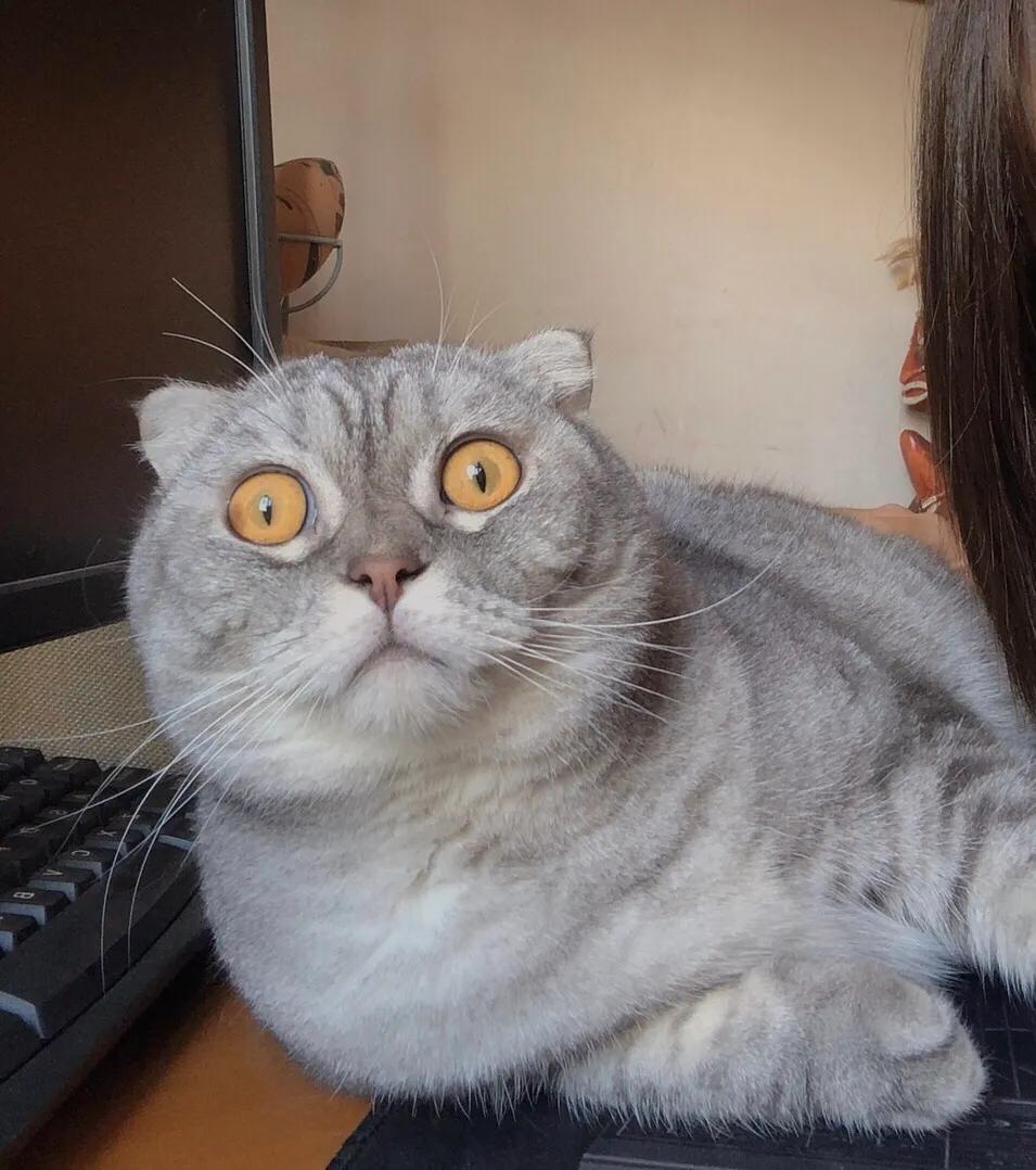 闲鱼领养了折耳母蓝猫,在闲鱼上领养猫咪是真的吗