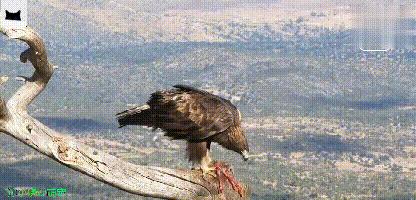 金雕的爪力大还是秃鹫的爪力大,秃鹫金雕与赤狐抢夺岩羊弱肉强食