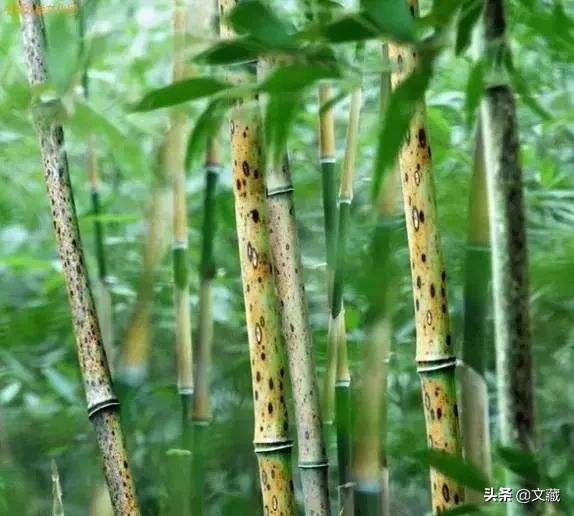 泪水凝结成斑，美丽的湘妃竹