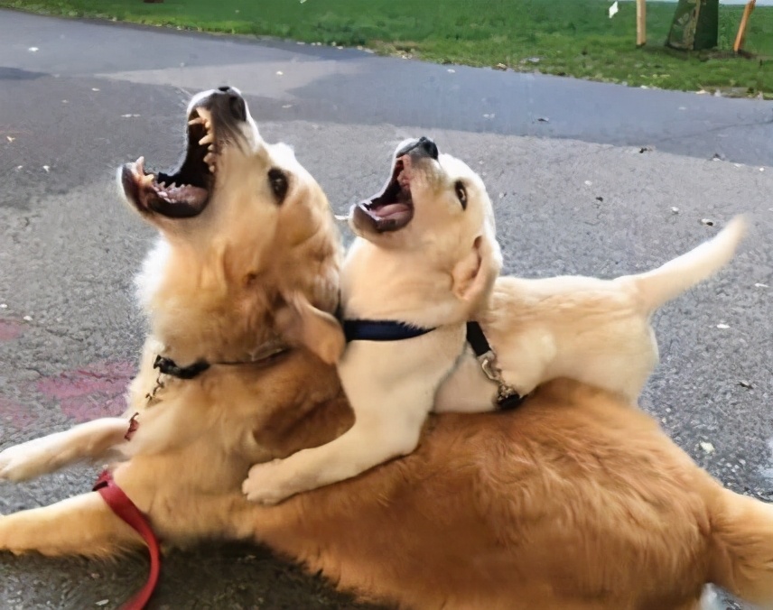 狗狗总是早上4.5点叫唤怎么办,狗狗一碰就疼叫唤没有外伤咋回事