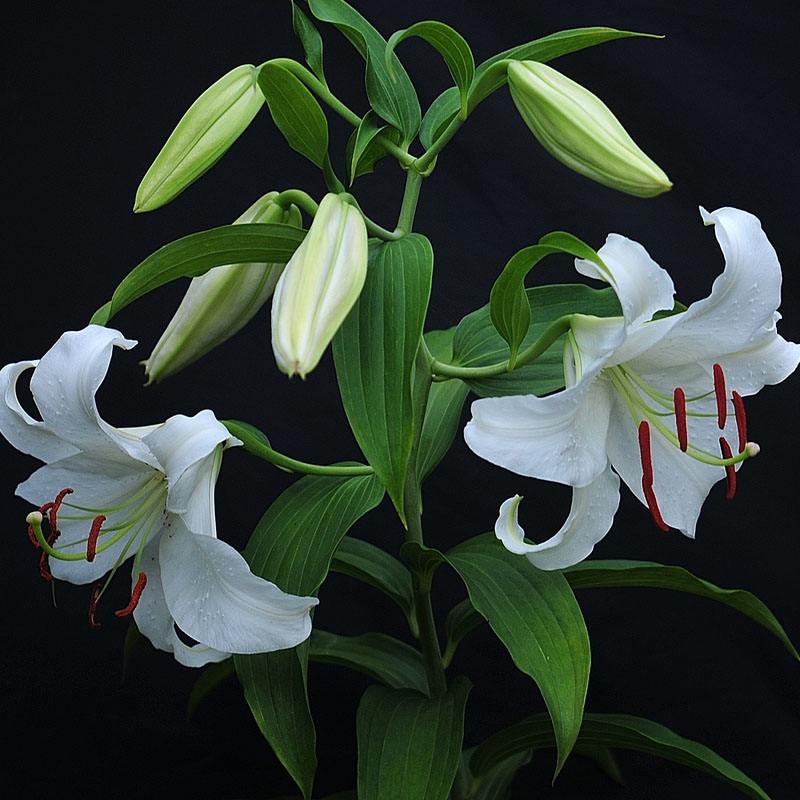 百合花怎么繁殖最快,百合花如何繁殖最好