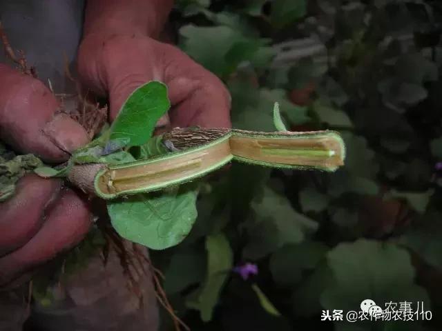 种茄子的六个步骤简短文字,种茄子的基本知识