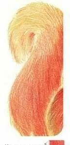 彩铅可爱的小松鼠,彩铅画可爱动物飞鼠