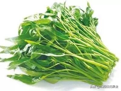 黎川空心菜种植方法图解,在贵州空心菜怎样种植才好