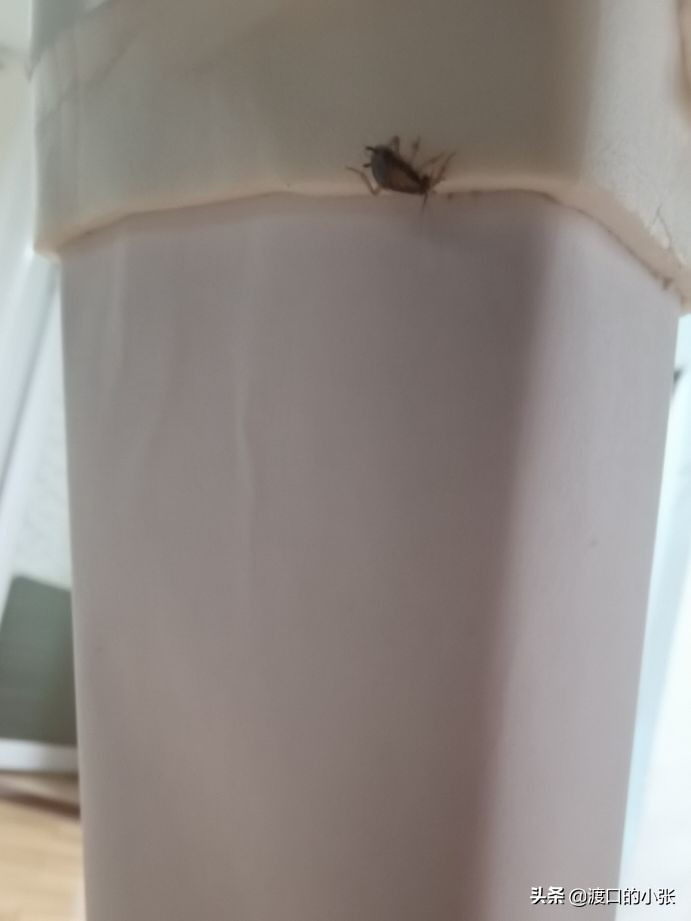 你家有蟑螂吗什么梗,家有蟑螂别害怕教你一招