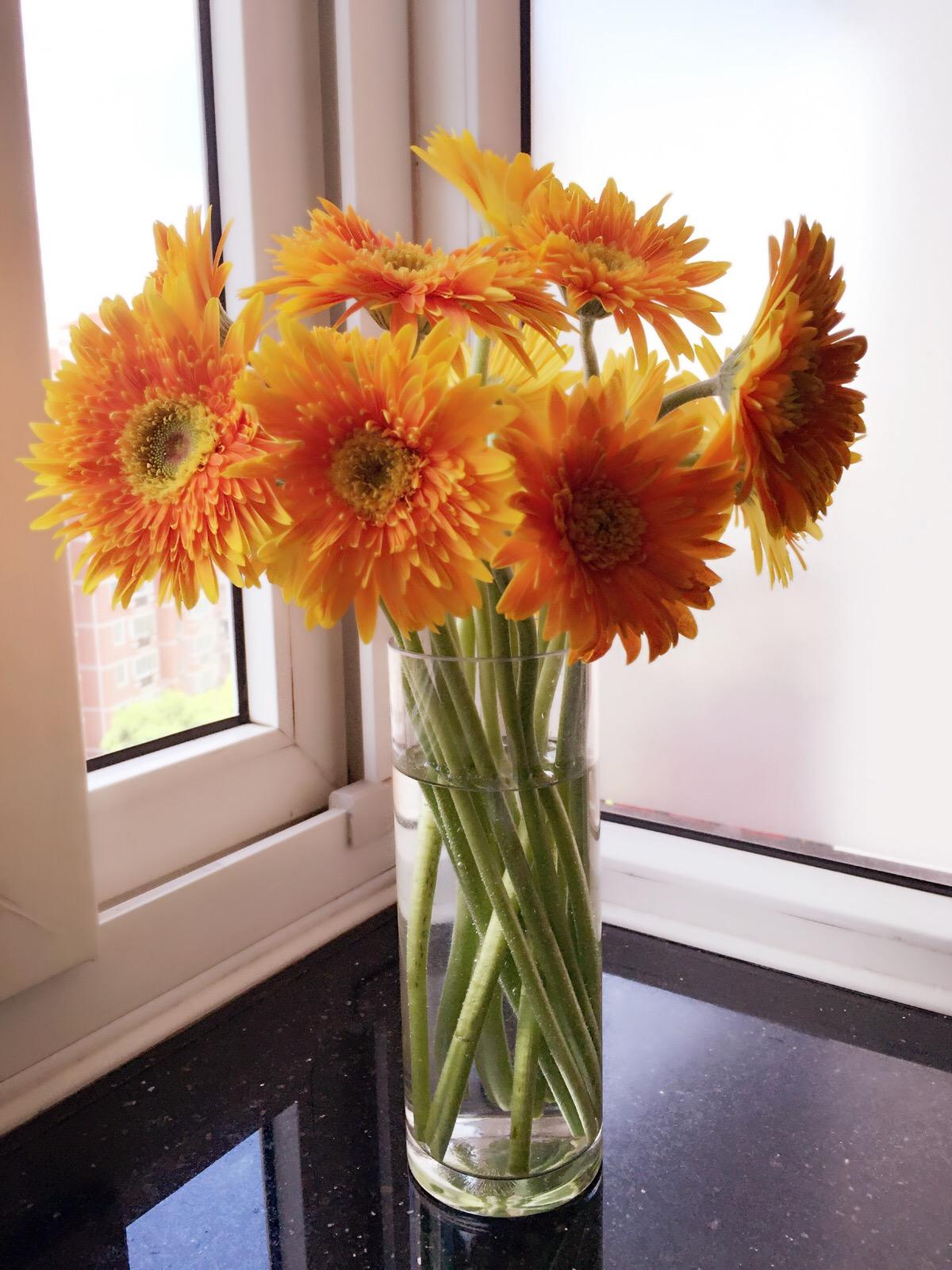 小盆植物中最会吸甲醛的是哪种,吸甲醛最好的植物哪种排名第一