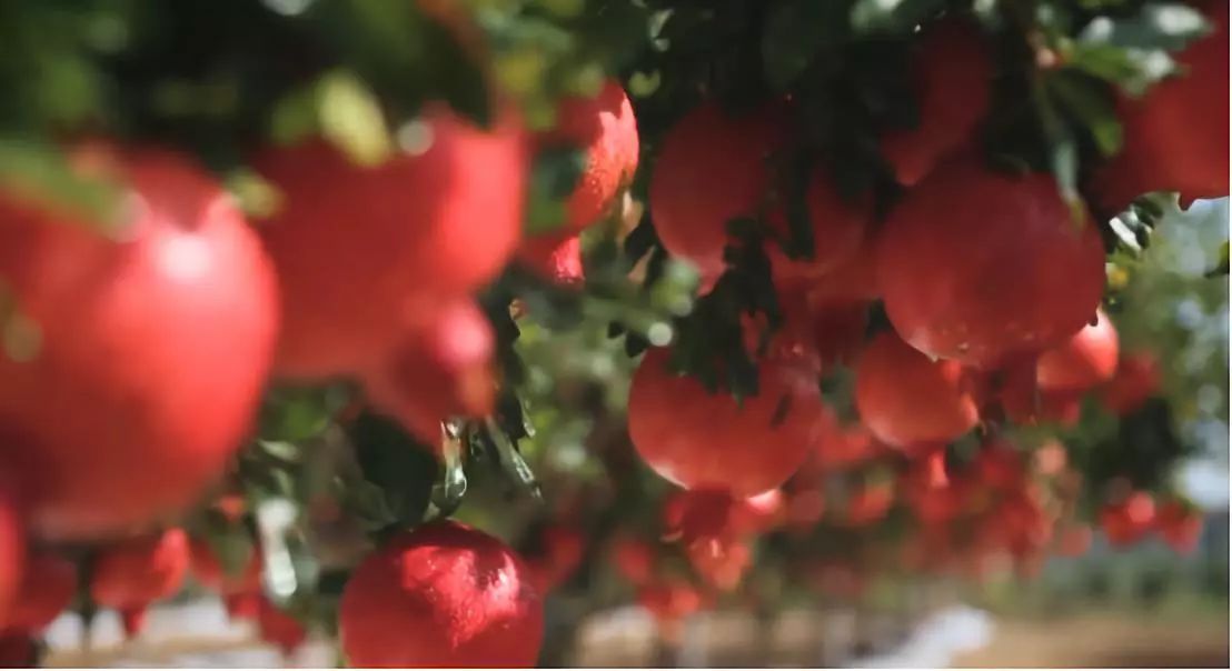 软籽石榴种植前景怎么样,收购软籽石榴种植方法