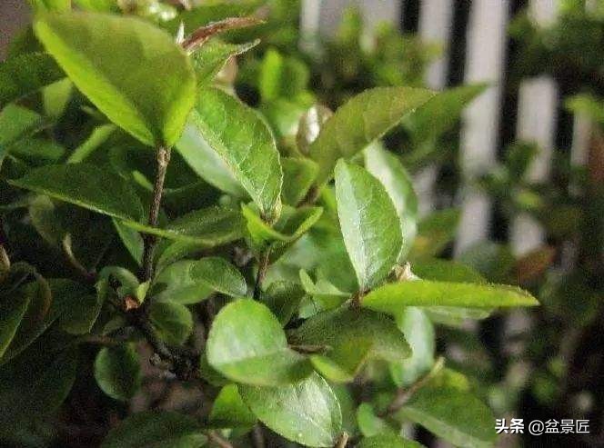 雀梅老桩小盆景枝叶干枯如何挽救,雀梅盆景为何容易失枝如何补救