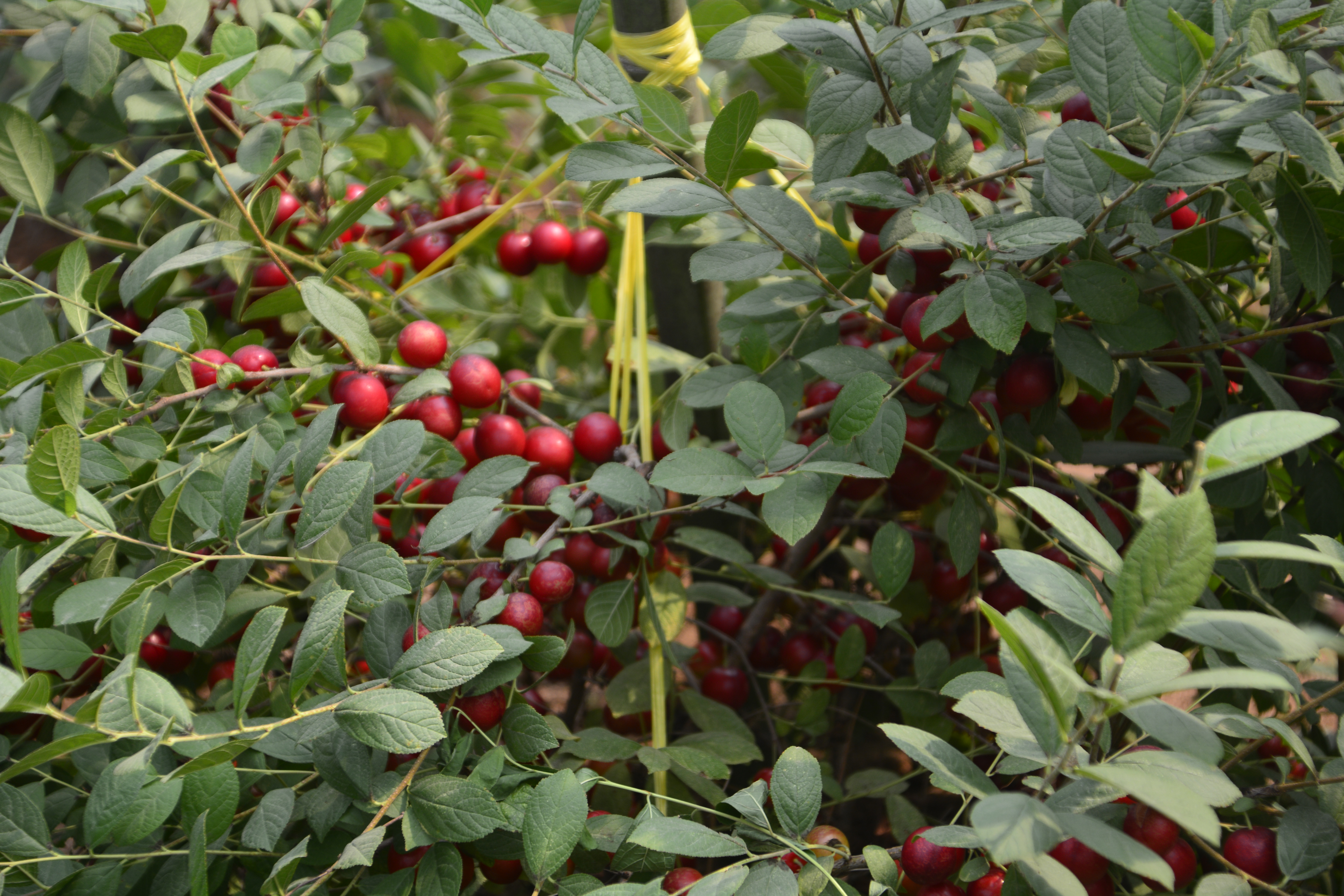 中国原产农村野果,中国野果骗局揭秘