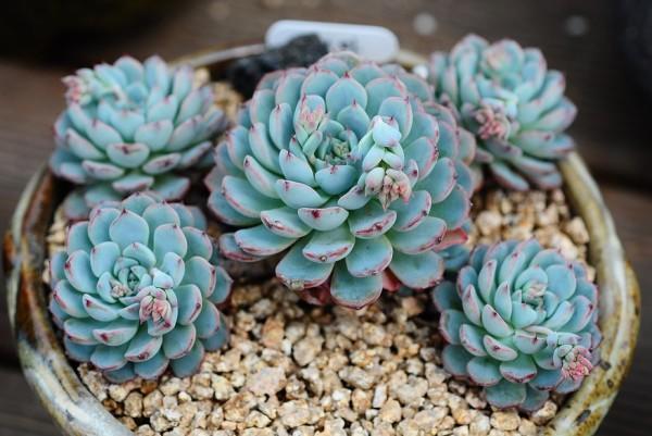 最好养的多肉品种介绍,多肉该怎么养才好