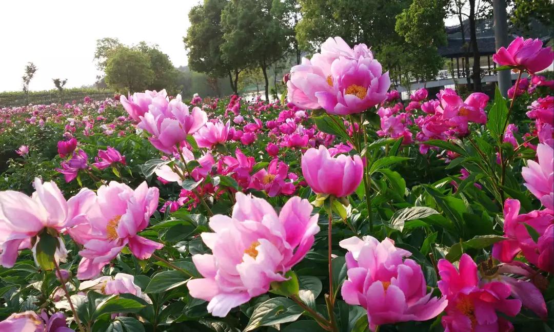 富贵吉祥的植物有哪些,最适合庭院种植的10种吉祥植物