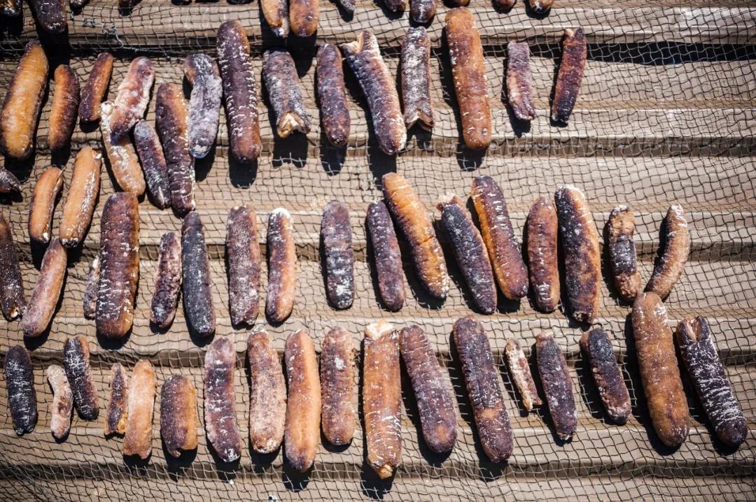 海参辽参刺参哪种参最好,海参刺参跟红参的区别