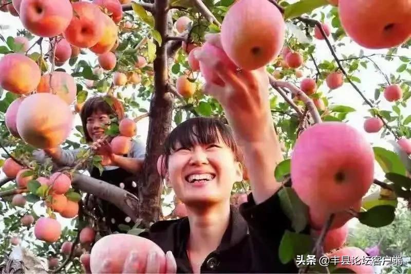 2021丰县苹果节在哪里举办,丰县苹果节最新消息