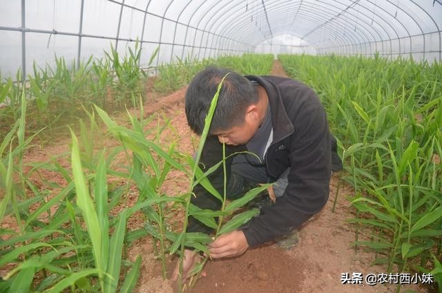 河南生姜种植时间和方法,泡沫箱生姜的种植方法