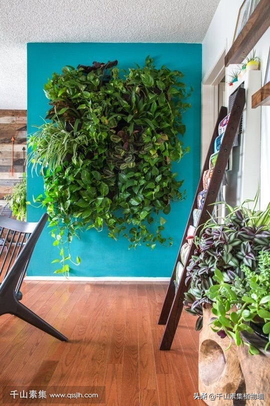 室内植物墙建造方法,适合打造植物墙的植物