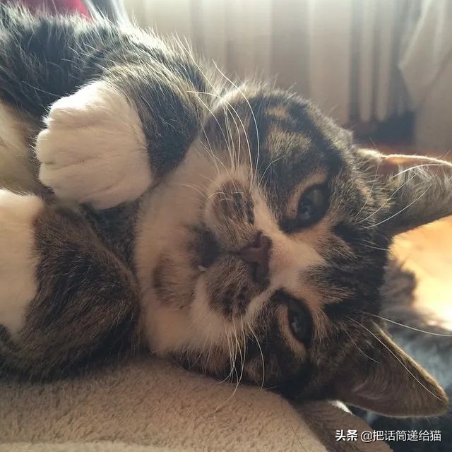 猫兄妹可爱视频,矮脚猫兄妹