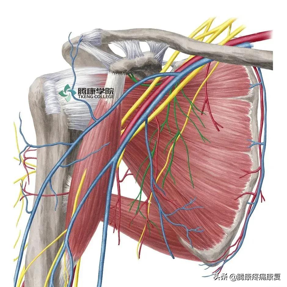 最全!脊神经系统汇总
